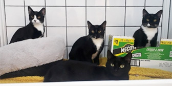Rescue cats Fay and Sons from Celia Hammond Animal Trust - Lewisham, West Kent, East London, West London, need a home