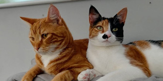 Rescue cats Fish and Chip from Wythall Animal Sanctuary, Birmingham, West Midlands, need a home