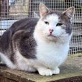 Rescue cat Harper, at Pawz for Thought, Sunderland, needs a new home