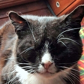 Rescue cat Jack, at New Beginnings Cat Rehoming, Gateshead, needs a new home