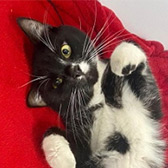 Rescue Cat Jessie, Mayhew, Brent needs a home