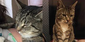 Rescue cats Jessie and Tabworth from Kathy's Cat Rescue, Wirral, Cheshire, Merseyside, need a home