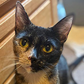 Rescue cat Lara from Little Paws Cat Haven, Wolverhampton, West Midlands, needs a home