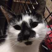 Rescue Cat Lizzie, Band of Rescuers North Yorkshire,, York needs a home
