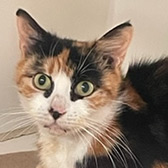 Rescue cat Luisa from Cramar Cat Rescue and Sanctuary, Birmingham, West Midlands, needs a home