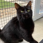 Rescue cat Luna from Star Cat Rescue, Market Rasen, Lincolnshire, needs a home
