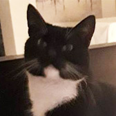 Rescue cat Marley from Feline Friends London, Hackney, East London, West London, needs a home