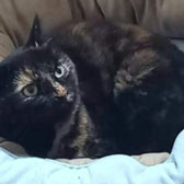 Rescue cat Marnie from Little Paws Cat Haven, Wolverhampton, West Midlands, needs a home