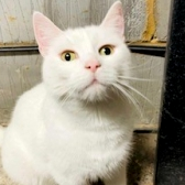 Rescue Cat Marshmallow, at Pippa's Army - Lost & Found Pets Havering and Thurrock, London, needs a home