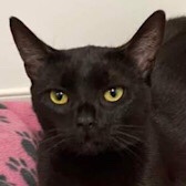 Rescue Cat Martha, from Little Paws Cat Haven, Wolverhampton, West Midlands, needs a home