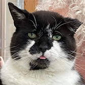 Rescue cat Mick from Freshfields Animal Rescue Centre, Wales, Caernarfon, North Wales, needs a home