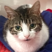 Rescue Cat Mirabel from Cramar Cat Rescue and Santuary, Birmingham, needs a home