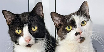 Rescue cats Molly and Bobby from RSPCA - Macclesfield, South East Cheshire & Buxton, Cheshire, Derbyshire, need a home