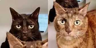 Rescue Cats Molly & Hero, RSPCA - Bluebell Ridge Cat Rehoming Centre, Hastings needs a home