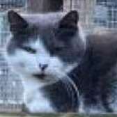 Rescue cat Morgan from Pawz for Thought, Sunderland, Durham, Northumberland, Tyne and Wear, needs a home
