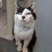 Rescue cat Neil Armstong from Wythall Animal Sanctuary, Birmingham, West Midlands, needs a home