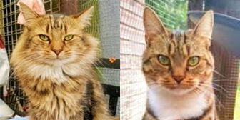 Rescue cats Neo and Violet from Pawprints Cat Rescue, Bradford, West Yorkshire, need a home