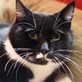 Rescue cat Ophelia from Rescue Me Animal Sanctuary, Liverpool, Merseyside, needs a home