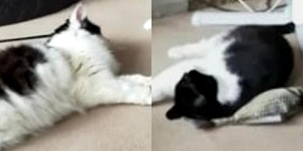 Rescue Cats Patch and Belle, from Safe Haven Animal Rescue, Orpington, need a home