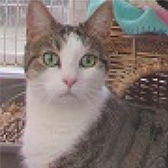 Rescue cat Pepper from Ann & Bill's Cat & Kitten Rescue, Hornchurch, Essex, needs a home