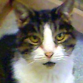 Rescue Cat Phoebe from Paws and Claws Animal Resceu Service, Haywards Heath, needs a home