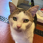 Rescue cat Pluto from Wythall Animal Sanctuary, Birmingham, West Midlands, needs a home