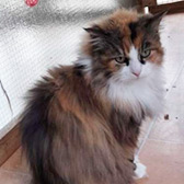 Rescue cat Poppy from Country Hill Animal Shelter, Kingsbridge, needs home