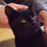 Rescue cat Rafferty from Cats Better East London, Stratford, East London, needs a home