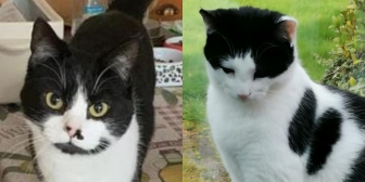 Rescue Cats Raven and Charlie, from All for The Love of Paws, West Bromwich
