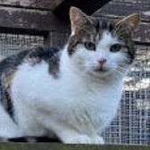 Rescue cat Reese from Pawz for Thought, Sunderland, Durham, Northumberland, Tyne and Wear, needs a home