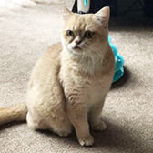 Rescue cat Saffron from Strawberry Persian Pedigree Cat Rescue UK, Manchester, Lancashire, needs a home