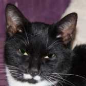 Rescue Cat Sally, Cat Action Trust 1977 - Doncaster South, Doncaster needs a home