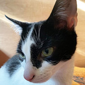 Rescue cat Shannon from Ceredigion Cat Rescue, Lampeter, Ceredigion, Mid Wales, needs a home