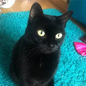 Rescue cat Sheeba from Feline Friends London, Hackney, East London, West London, needs a home