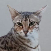 Rescue cat Sirius from Whinnybank Cat Sanctuary, Newburgh, Fife, Tayside, needs a home