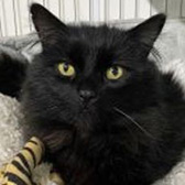 Rescue cat Sirius from Pawz for Thought, Sunderland, Durham, Northumberland, Tyne and Wear, needs a home