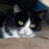 Rescue cat Skye from Pawz for Thought, Sunderland, Durham, Northumberland, Tyne and Wear, needs a home