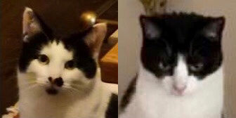 Rescue Cats Smudge and Coco, from All for The Love of Paws, West Bromwich, West Midlands, need a home