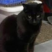 Rescue cat Sootie from Pawz for Thought, Sunderland, Durham, Northumberland, Tyne and Wear, needs a home