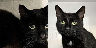 Rescue cats Sparky and Elsa from Borders Pet Rescue, Earlston, Scottish Borders, need a home