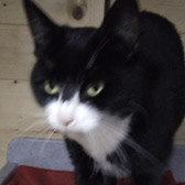 Rescue cat Star from Precious Paws Cat Rescue York, North Yorkshire, needs a home