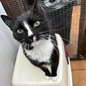 Rescue cat Sweet Pea from Here for Cats, Cobham, Surrey, needs a home