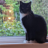 Rescue cat Tardis from Lulubells Rescue, Enfield, Hertfordshire, East London, West London, needs a home