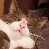 Rescue cat Teddy from Cat Action Trust - North East Scotland, Aberdeen, Grampian, needs a home.