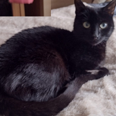 Rescue cat Thelma from Cats Better East London, Stratford, needs home