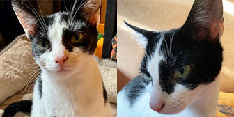 Rescue cats Theo and Shannon from Ceredigion Cat Rescue, Lampeter, Ceredigion, Mid Wales, need a home