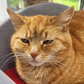 Rescue cat Tiddles from Furry Tails Feline Welfare, Blackpool, Lancashire, needs a home
