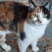 Rescue cat Tiggy from Little Paws Cat Haven, Wolverhampton, West Midlands, needs a home