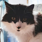 Rescue cat Tilly from Maesteg Animal Welfare Society, Bridgend, Wales, needs a home