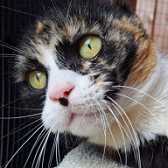 Rescue Cat Tilly, from South Oxhey Animal Rescue, Watford, needs a home